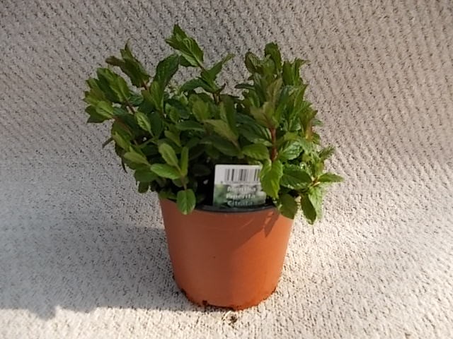 Mentha piperita T 14