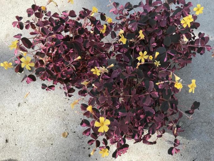 Oxalis vulcanicola 'Crazy Plum'  T 10