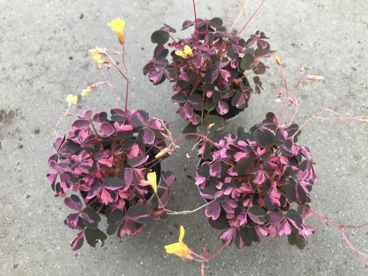 Oxalis vulcanicola 'Crazy Plum'  T 6   MINI