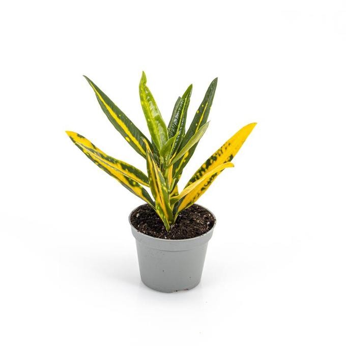 Codiaeum variegatum 'Sunny Star'   T 6   MINI