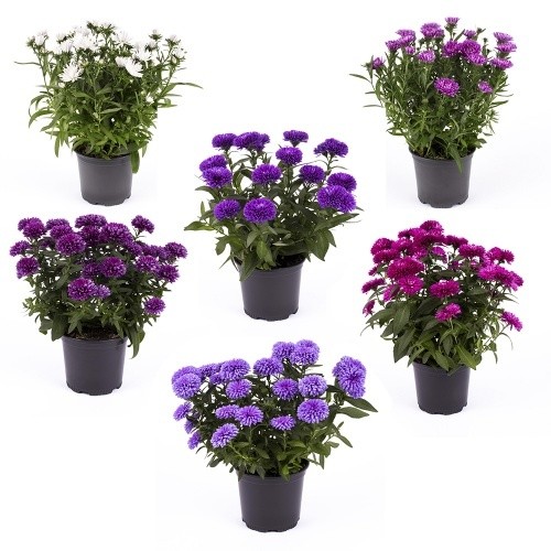 Aster-Hybriden    T 11    MIX