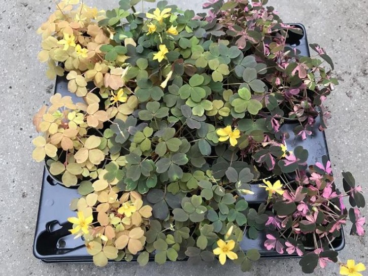 Oxalis vulcanicola   T 3   Mini MIX