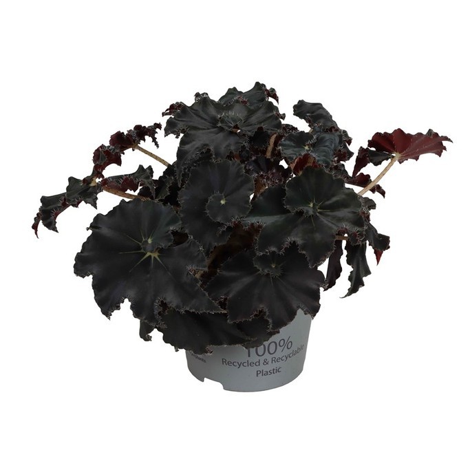 Begonia-Rex-Hybriden 'Dark Mambo'   T 12