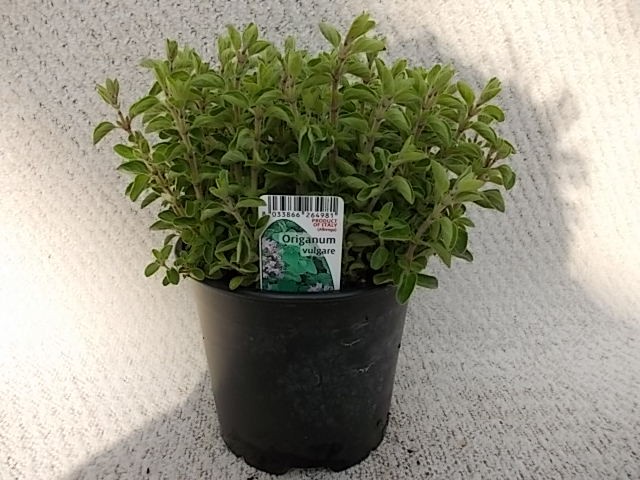 Origanum vulgare (Oregano) T 14