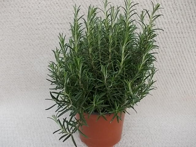 Rosmarinus officinalis T 19