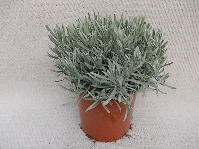 Lavandula angustifolia T 19