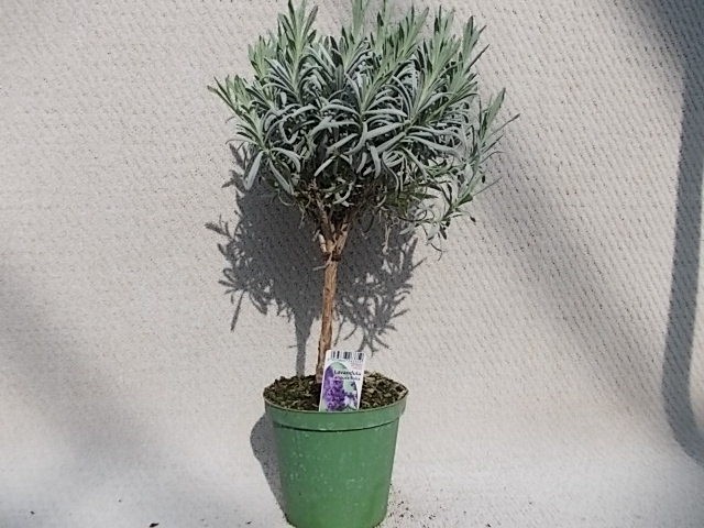 Lavandula angustifolia T 14 Stamm