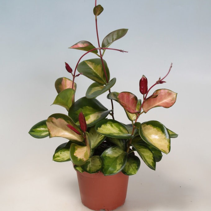 Hoya carnosa 'Tricolor' T 12