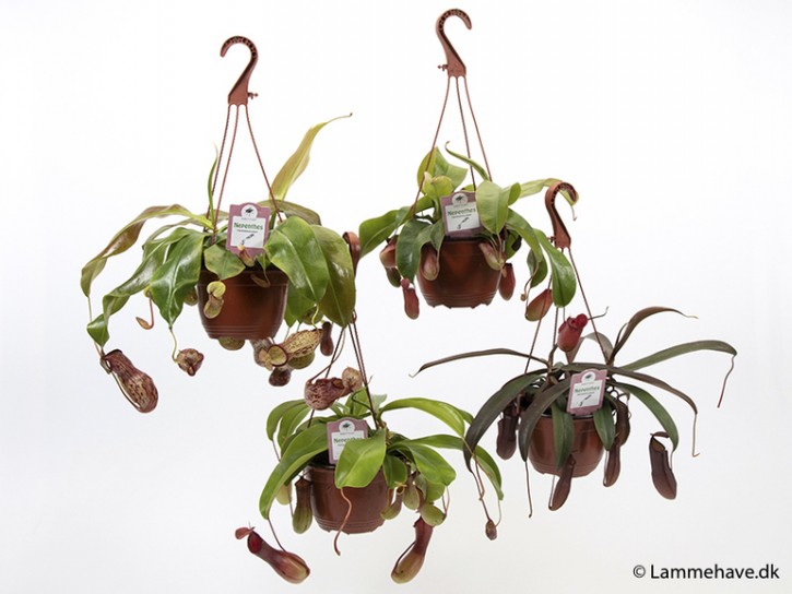 Nepenthes T 15 Ampel   MIX