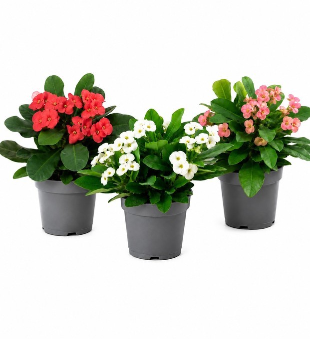 Euphorbia milii T 6 MINI MIX