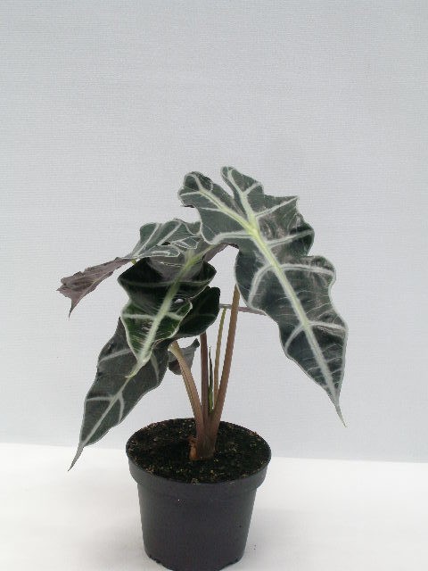 Alocasia x amazonica T 12