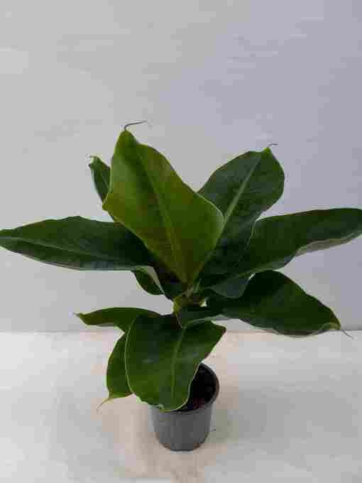 Musa acuminata T 12