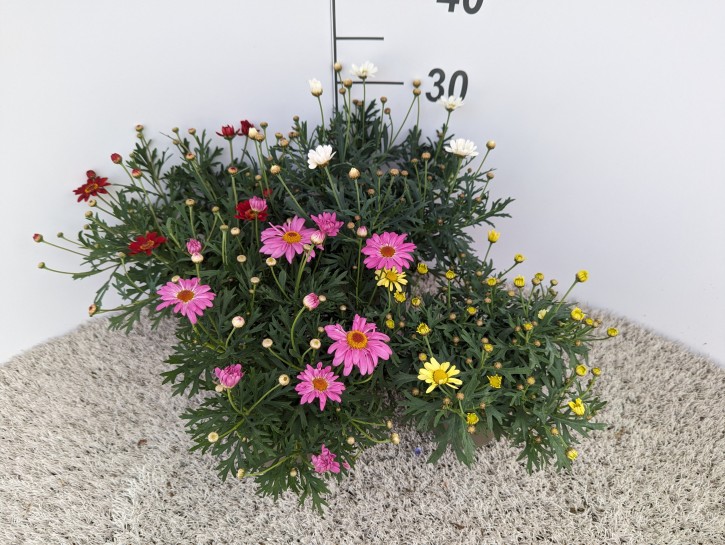 Argyranthemum frutescens T 12 'LaRita'