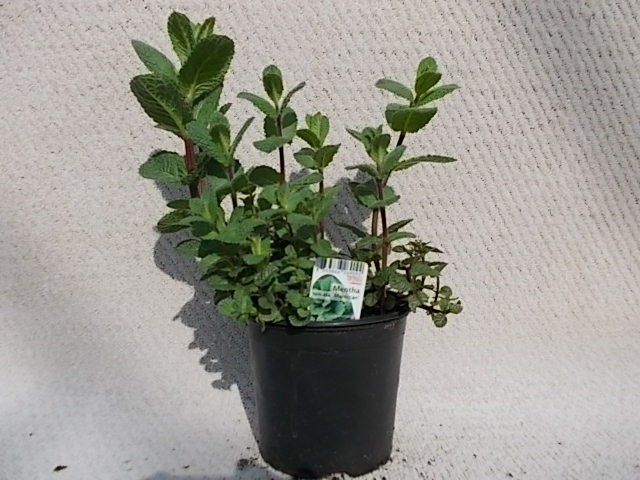 Mentha spicata 'Maroccan' T 14