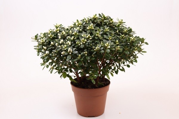 Rhododendron simsii 'Darius'    T 15   WEISS