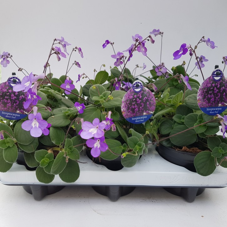 Streptocarpus Hybriden T 12 MIX