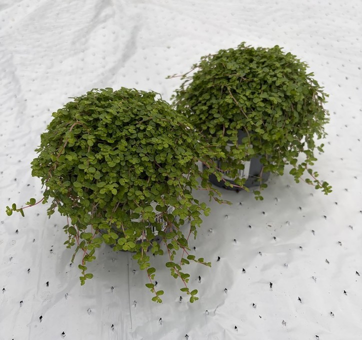 Soleirolia soleirolii (Helexine) T 9