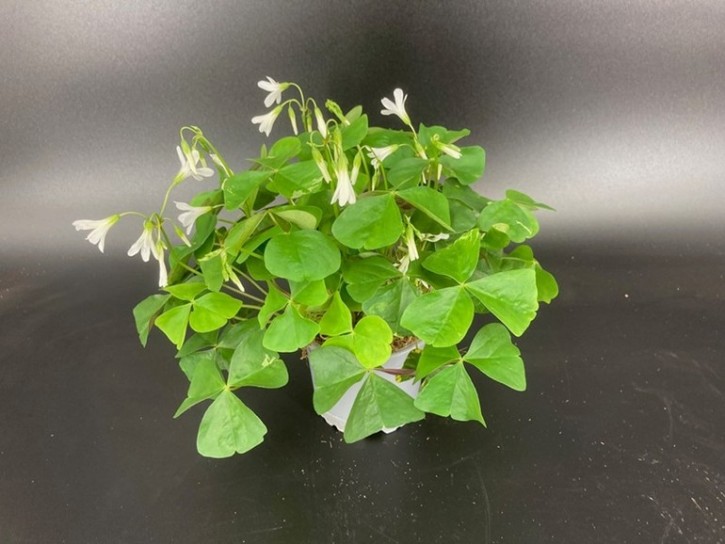 Oxalis regnellii T 10,5