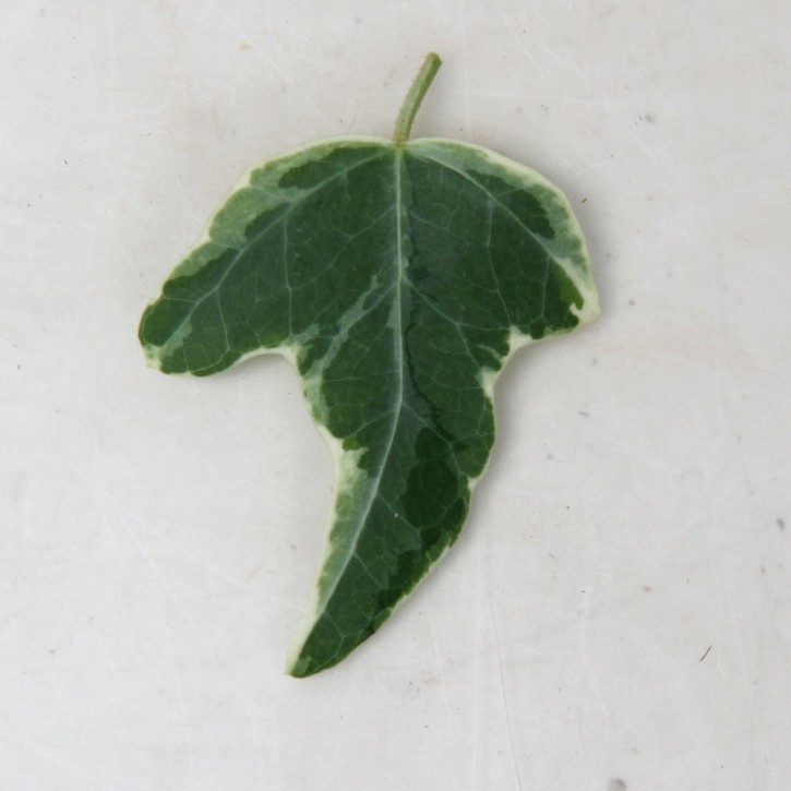 Hedera helix T 9 'Mini Esteri'