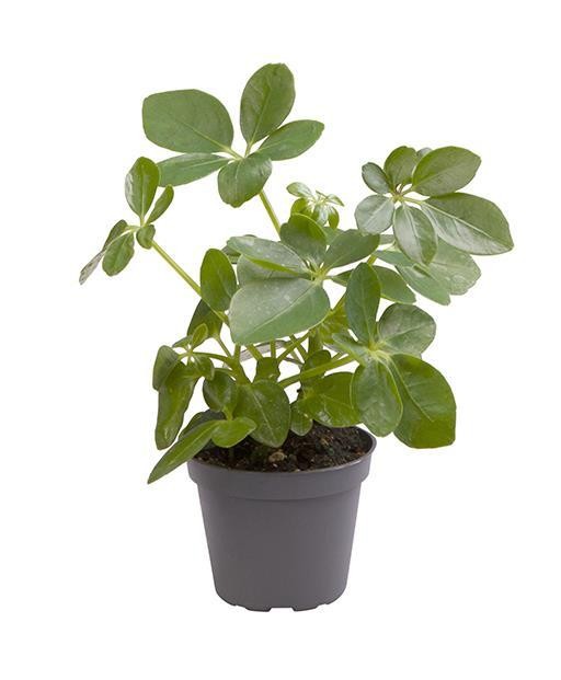 Schefflera aboricola   T 6   MINI