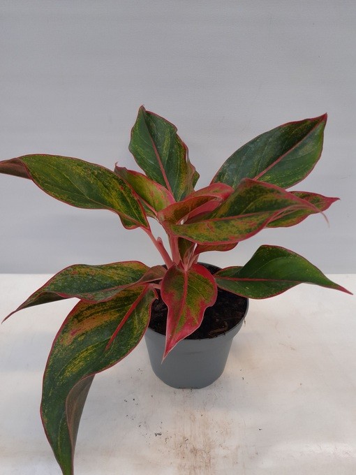 Aglaonema commutatum 'King of Siam' T 13