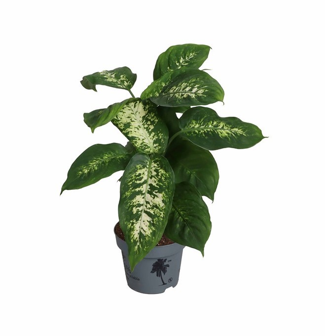 Dieffenbachia maculata 'Compacta'   T 12