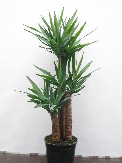 Yucca elephantipes   T 24  (70/45/30)   110 cm