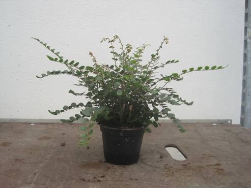 Pellaea rotundifolia T 12