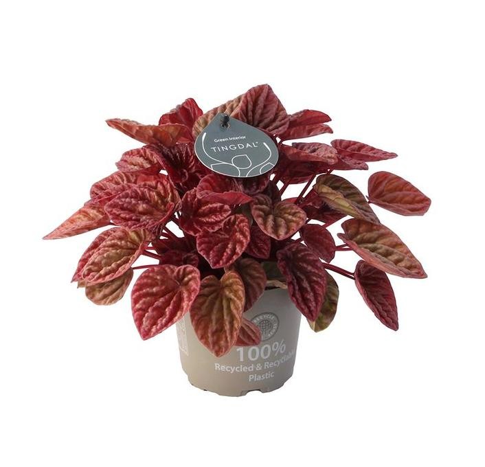 Peperomia caperata 'Quito'   T 12
