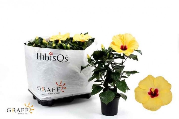 Hibiscus rosa-sinensis T 13  (2 - 3 Triebe)