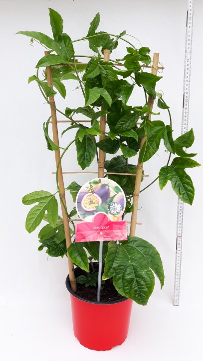 Passiflora edulis T 19 Spalier