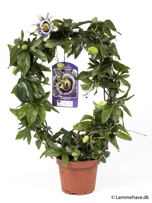 Passiflora caerulea T 12,5 Bogen