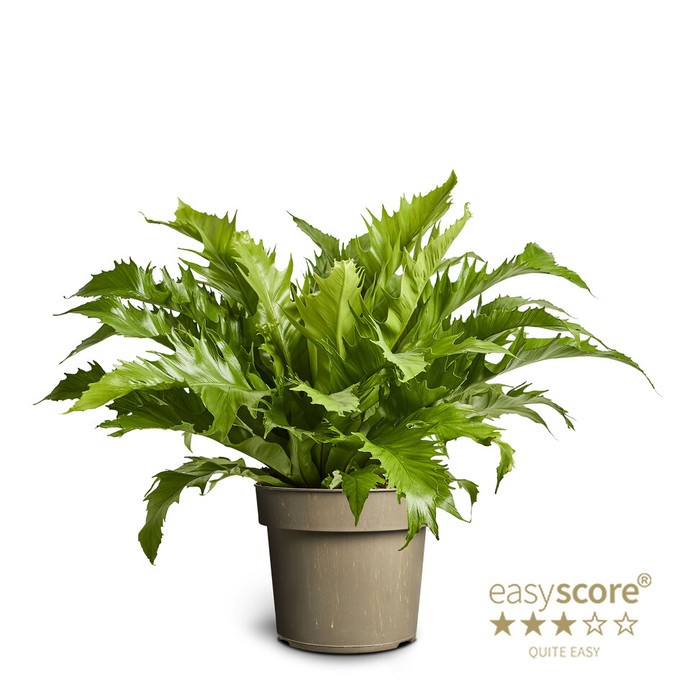 Asplenium nidus   T 17