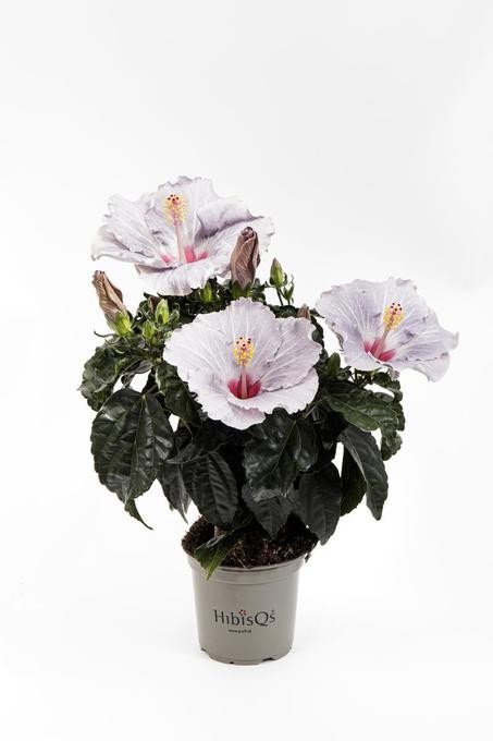 Hibiscus rosa-sinensis T 13   'Cato'