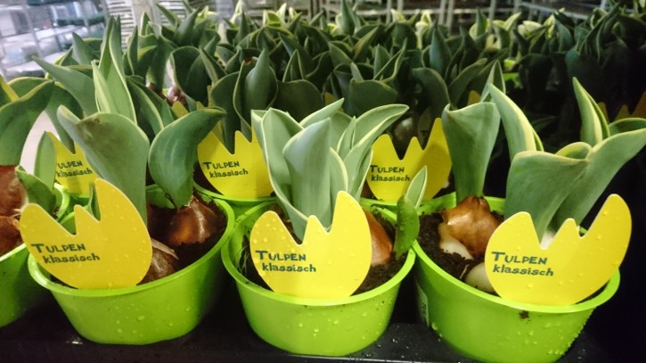 Tulipa-Hybriden T 11 (3ppp) GELB grüner Topf