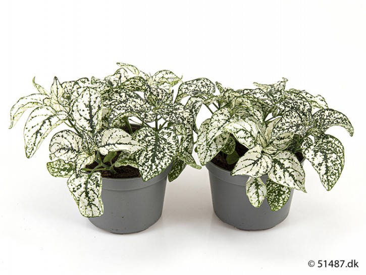 Hypoestes phyllostachya T 9 WEISS