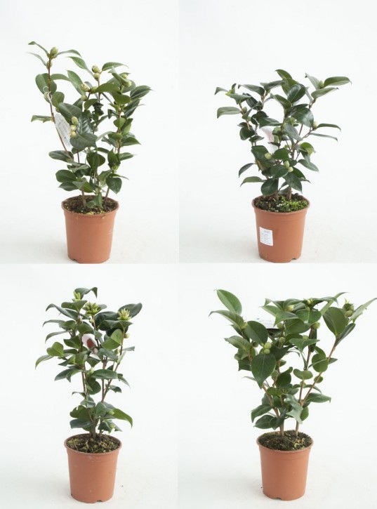 Camellia japonica T 15 MIX