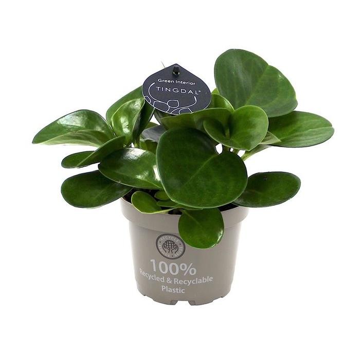 Peperomia obtusifolia 'Green' T 12