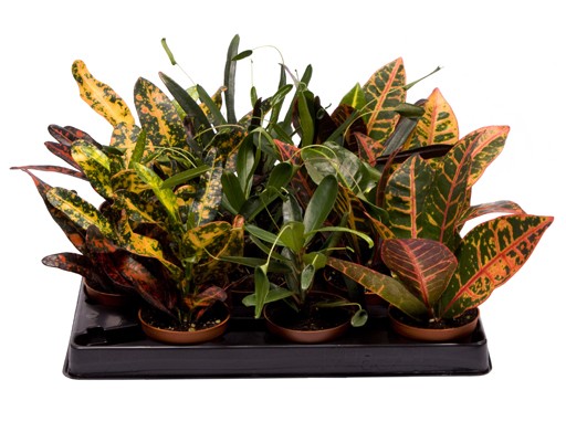 Codiaeum variegatum T 6 MINI Mix