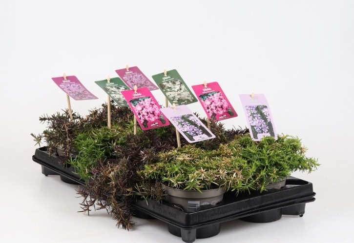 Phlox subulata  T 12    MIX