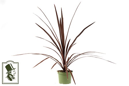 Cordyline australis   T 11,5