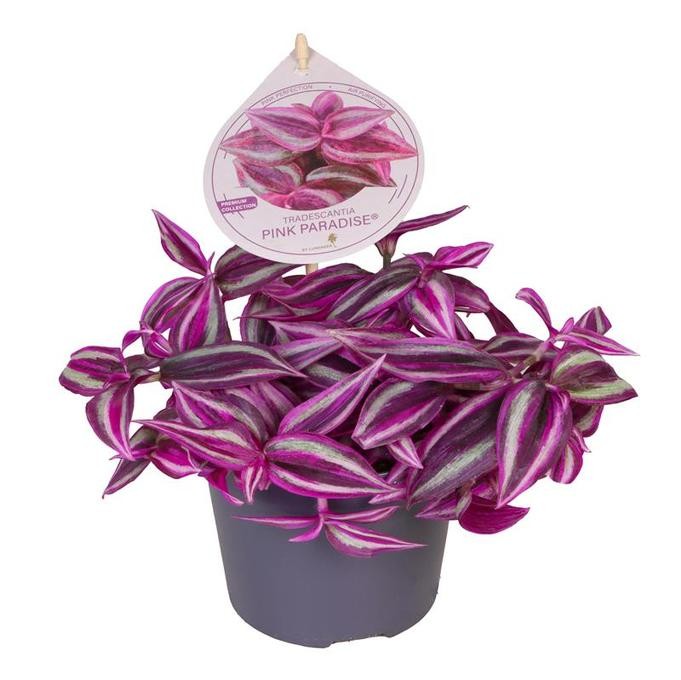 Tradescantia  'Pink Paradies'   T 12