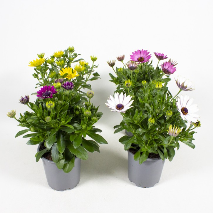Osteospermum ecklonis   T 10,5   MIX