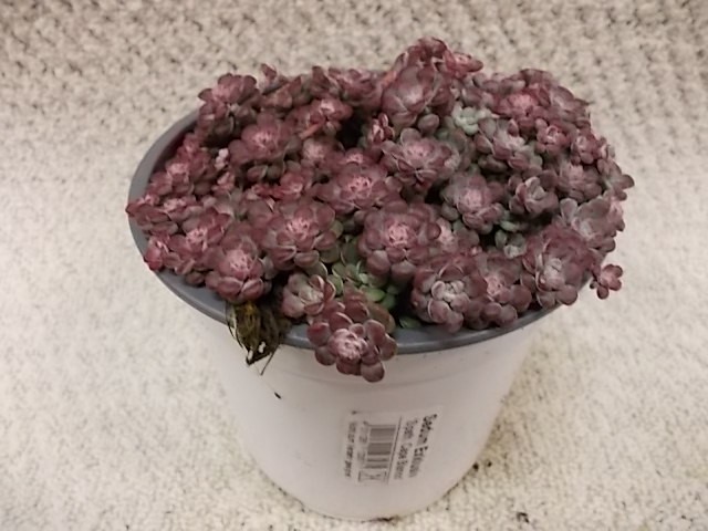 Sedum spathulifolium 'Purpureum' T 13