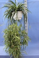 Chlorophytum comosum   'Variegata'   T 26    Ampel