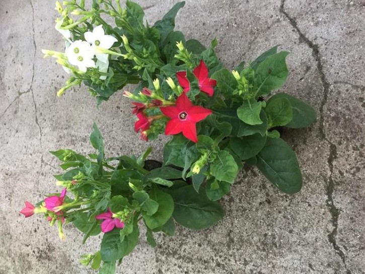 Nicotiana alata 'Havana'   T 11   MIX