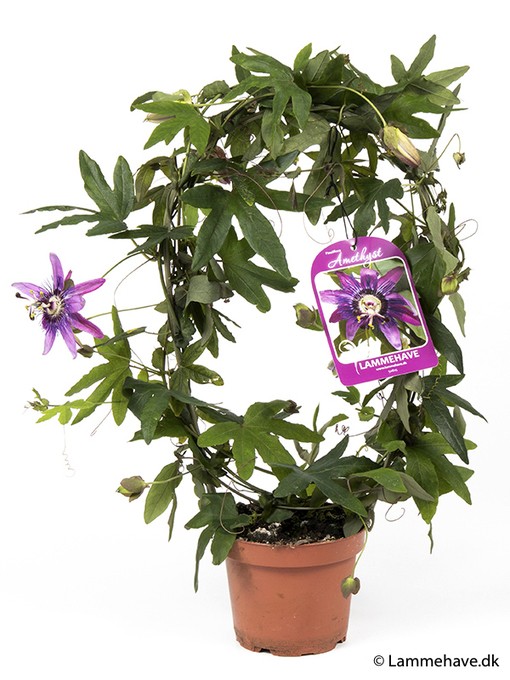 Passiflora violacea   T 12,5   Bogen