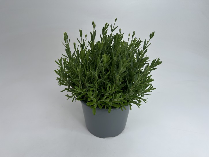 Lavandula angustifolia T 19   WEISS
