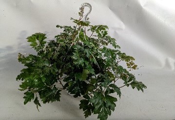 Cissus rhombifolia   T 25   Ampel