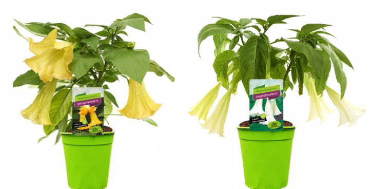 Brugmansia arborea   T 19   Busch   MIX